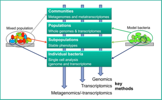 Genome und Transkriptome
