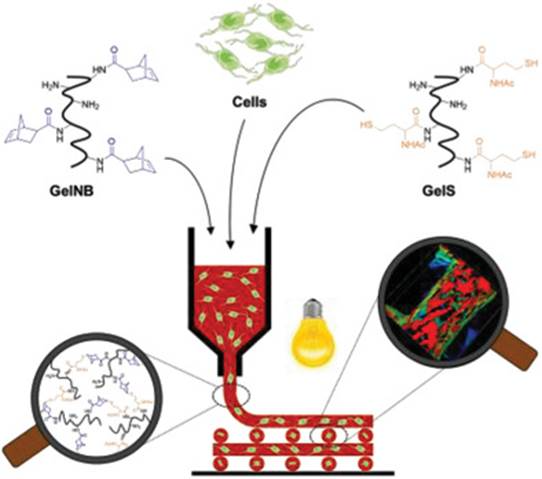 Diagram illustrating the mixing of cells with GelNB and GelS polymers to form a 3D bioprinted structure.