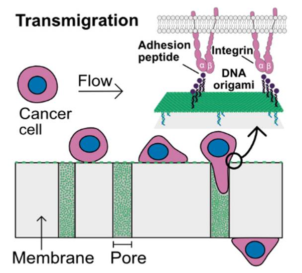 Diagram illustrating cancer cell transmigration through membrane pores via integrin and DNA origami.
