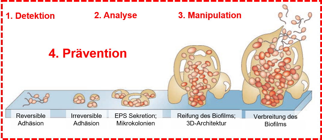 Biofilmbild Homepage Schwartz