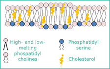 Lipid Distribution