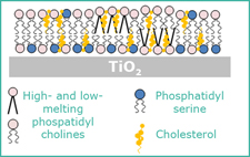 Lipid