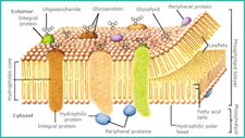 cell mb