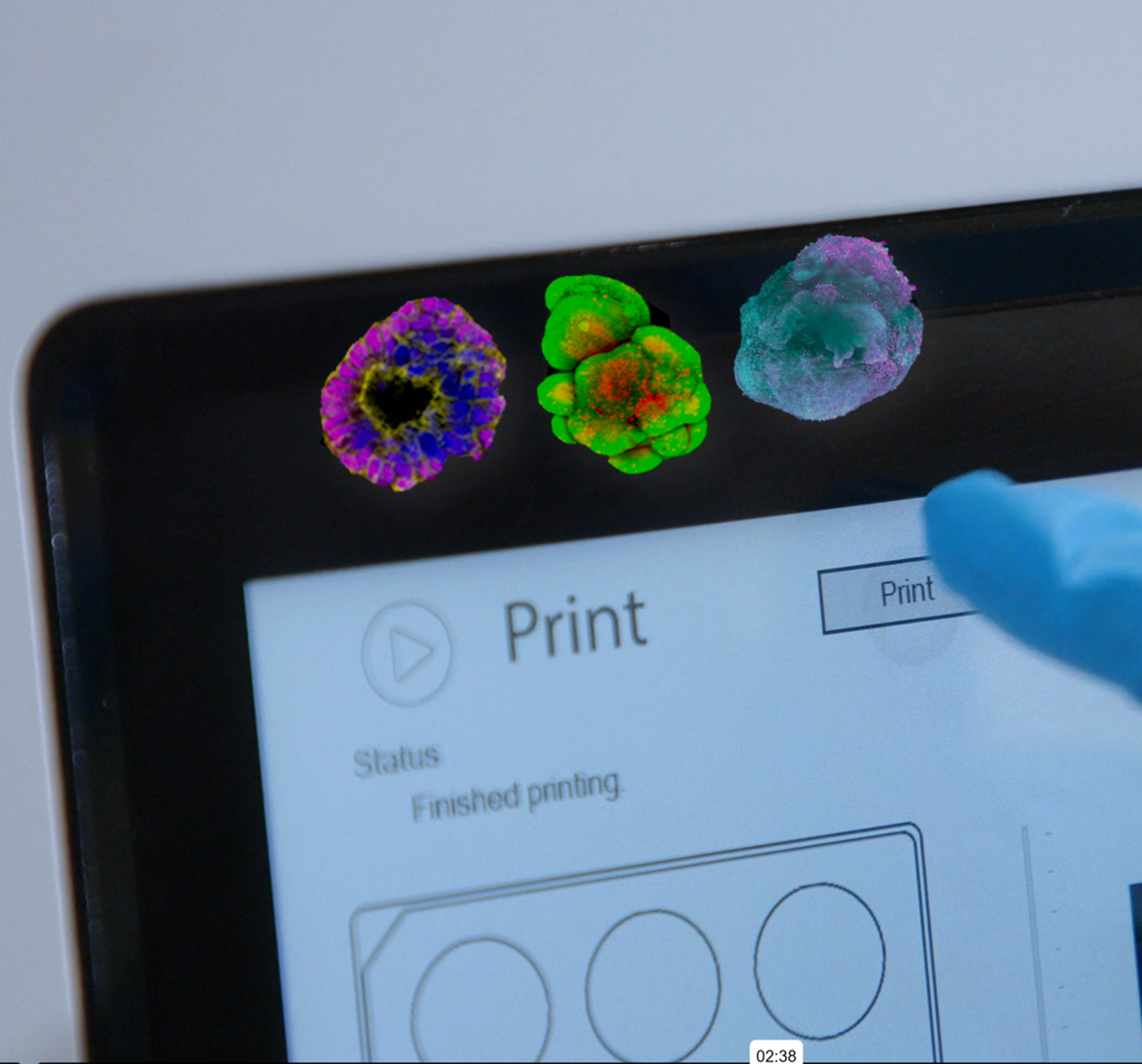 Organoids